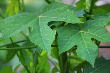 close up of green leaves