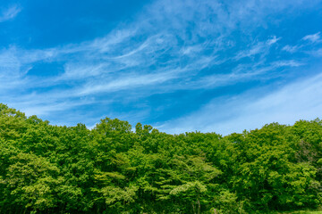 Obraz na płótnie Canvas 新緑の里山と青空　狭山丘陵　日本の原風景