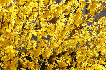 Forsythienblüte, Forsythien, Goldglöckchen (Forsythia), Hintergrund, Deutschland, Europa