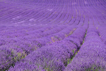Obraz na płótnie Canvas Lavender field England