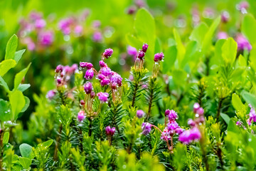 Early summer wildflowers in Washington