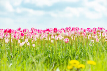 Dutch colorful tulips after the rain.