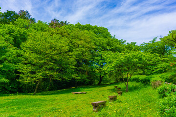 春の六道山公園　新緑の風景