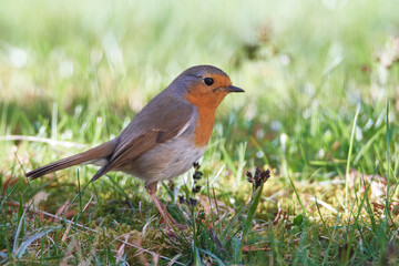 Fototapeta premium Rotkehlchen (Erithacus rubecula) Vogel des Jahres 2021 
