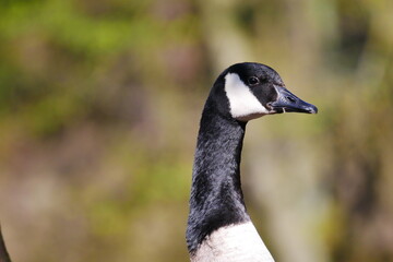 portrait of a canada goose with shiny plumage in the sunlight against a beautiful bokeh of a spring forest