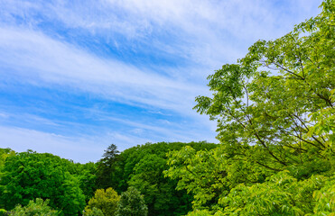 新緑の山と青空