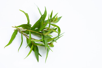 Vietnamese coriander leaves on white background.