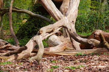 Fototapeta na wymiar old barkless tree trunks without leaves and roots in the forest