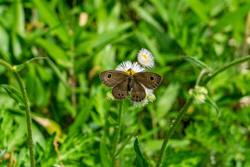 ヒメウラナミジャノメとハルジオン