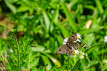 ヒメウラナミジャノメとハルジオン