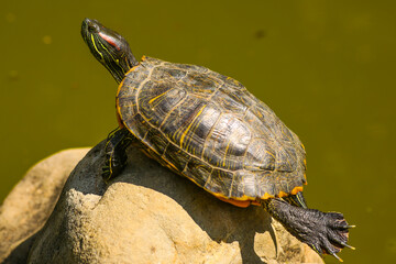 Turtle sunning on a log in the swamp doing funny yoga pose