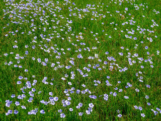 Flowering flax field. Field of blooming blue flax, close-up