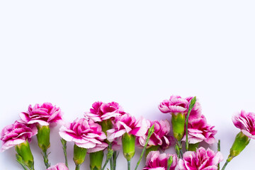 Carnation flower on white background.