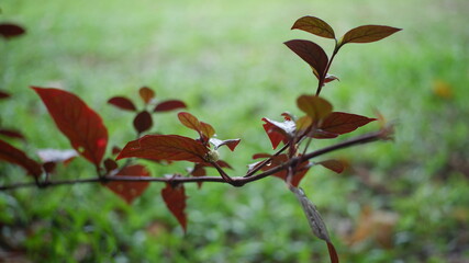 red and green leaves