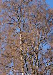 Birch in spring.