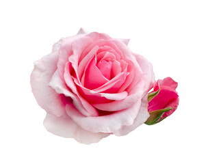 Fresh beautiful pink rose isolated on white background