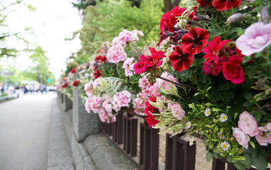 Fototapeta na wymiar Flower decorations on a sidewalk fence on a sunny day