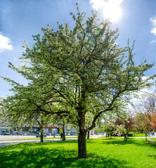 Blooming trees in the spring outdoors in the park landscape, magnolia, sakura, cherry, apple tree
