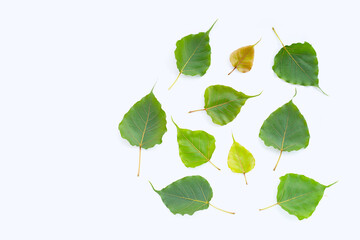 Green bodhi leaves on white background.