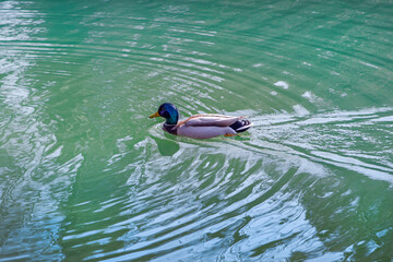 duck in water