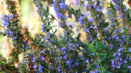 Obraz premium Purple lavender flowers on the field.