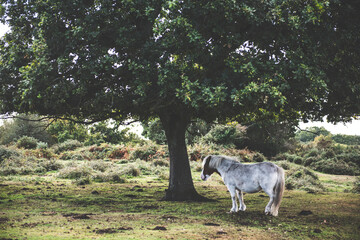 New Forest Ponies, Hampshire, UK