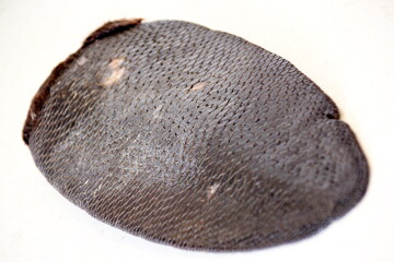 Whole Beaver tail on a white background. Preparation of beaver tail in food 
