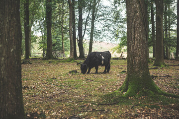 New Forest Ponies, Hampshire, UK