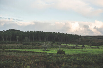 New Forest Landscape, Hampshire, UK