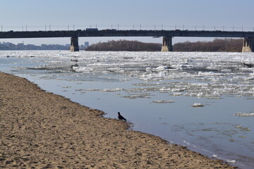 Spring landscape. A pigeon sitting at the water's edge on the sandy bank of the river during an ice drift on the background of the bridge