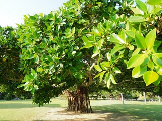 この木なんの木ではない。