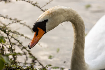 close up of a mute swan