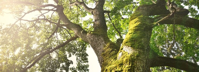 Mighty deciduous tree, close-up, low angle view. Wood, moss texture, green leaves. Soft sunlight,...