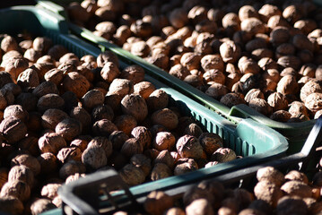 collected and dried walnuts in boxes, a lot of walnut