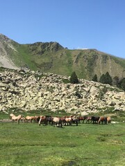 Caballos salvajes de las montañas 
