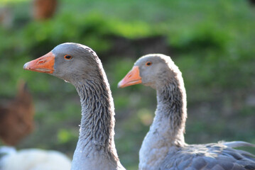gray geese in the yard, garden, rural view, country geese, village geese