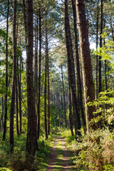 Fototapeta na wymiar Beautiful landscape of the Landes forest in the south west of France