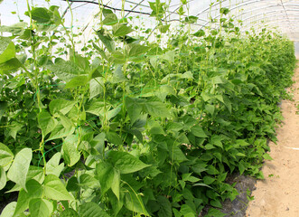 haricots sur fil © helenedevun