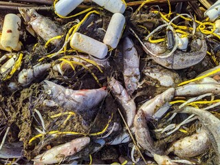 dead and rotten fish in a fishing net by the sea