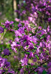 Fototapeta premium Pink flowers in the forest. Rhododendron ledebourii.