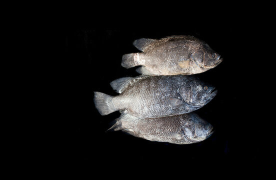 Group of three tripletail (lobotes Surinamensis) fish isolated on black background.