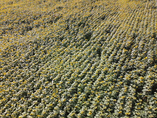 Sunflower field on a sunny day, aerial view. Farm field planted with sunflowers, agricultural landscape.