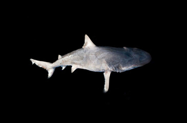 The spadenose shark (Scoliodon laticaudus) isolated on black background.