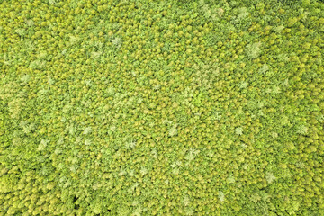 Top down aerial view of green summer forest with canopies of many fresh trees.