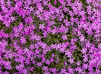 Obraz premium lilac aubrieta deltoidea flowers in the summer garden.