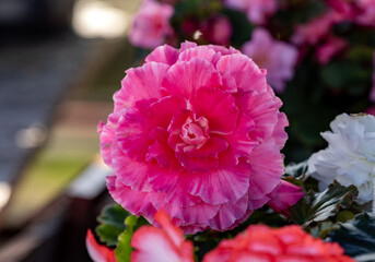 Big red flowers of begonia in flowerpot in summer decorative garden . Seasonal flowers