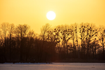 Fototapeta premium Bright yellow setting sun behind black bate trees.