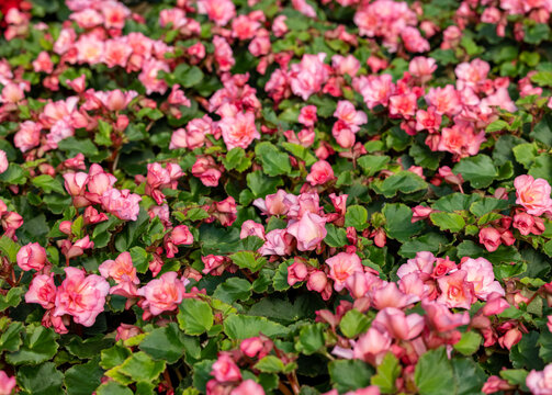 Pink flowers of begonia in flowerpot in summer decorative garden . Seasonal flowers