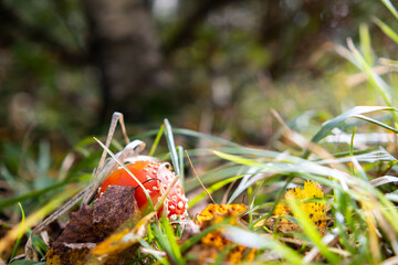 Red fly agaric fungus poisonous mushroom growing in autumn forest.