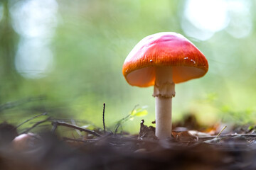 Red fly agaric poisonous mushroom growing in autumn forest.